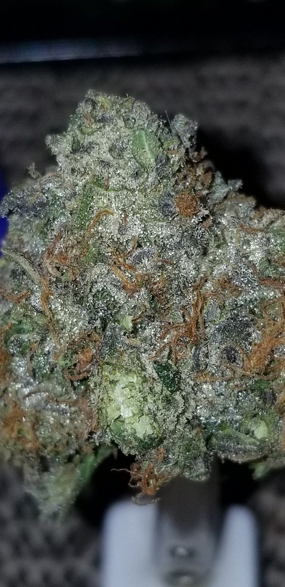 TravTha's tweet photo. Got Me Some BackWoods & Fresh Bag Of Loud To Fill It With My Nights Set ππ€π₯π₯πππππ½
Have Groovy Night , YA SAVAGES!!π¨π¨π¨
#MeditationMantra #StrictlyLoud #WeedLovers #Mmemberville https://t.co/HZrW30EqFp