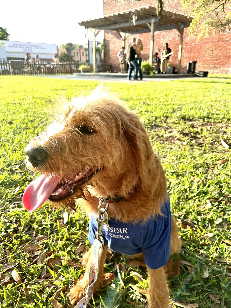 GSCorcoran's tweet photo. Great day for an outdoor concert. Thanks @SPARJax! #ilovejax #MusicOnMain #HistoricSpringfield https://t.co/WVowFJPnps