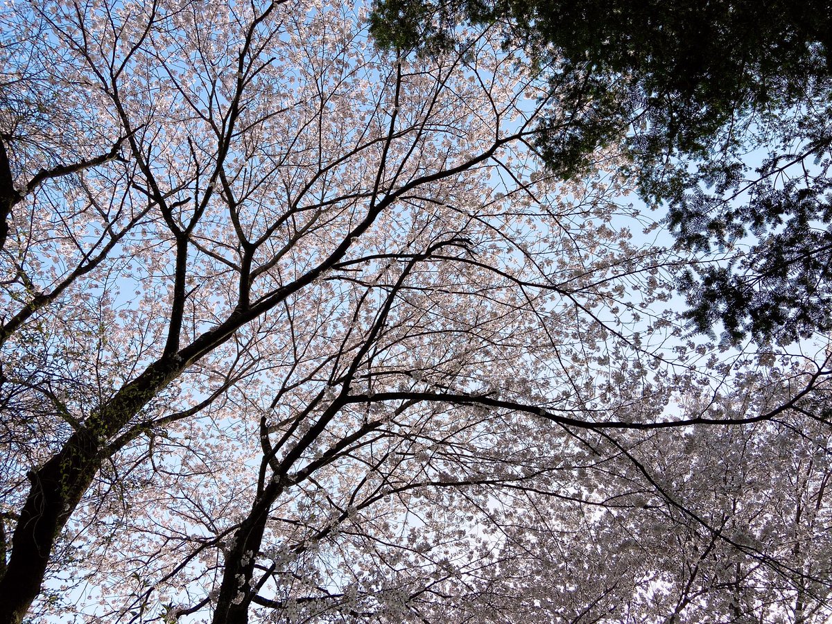 Loveart_spring's tweet photo. 桜！ https://t.co/SFqUGFQeJW