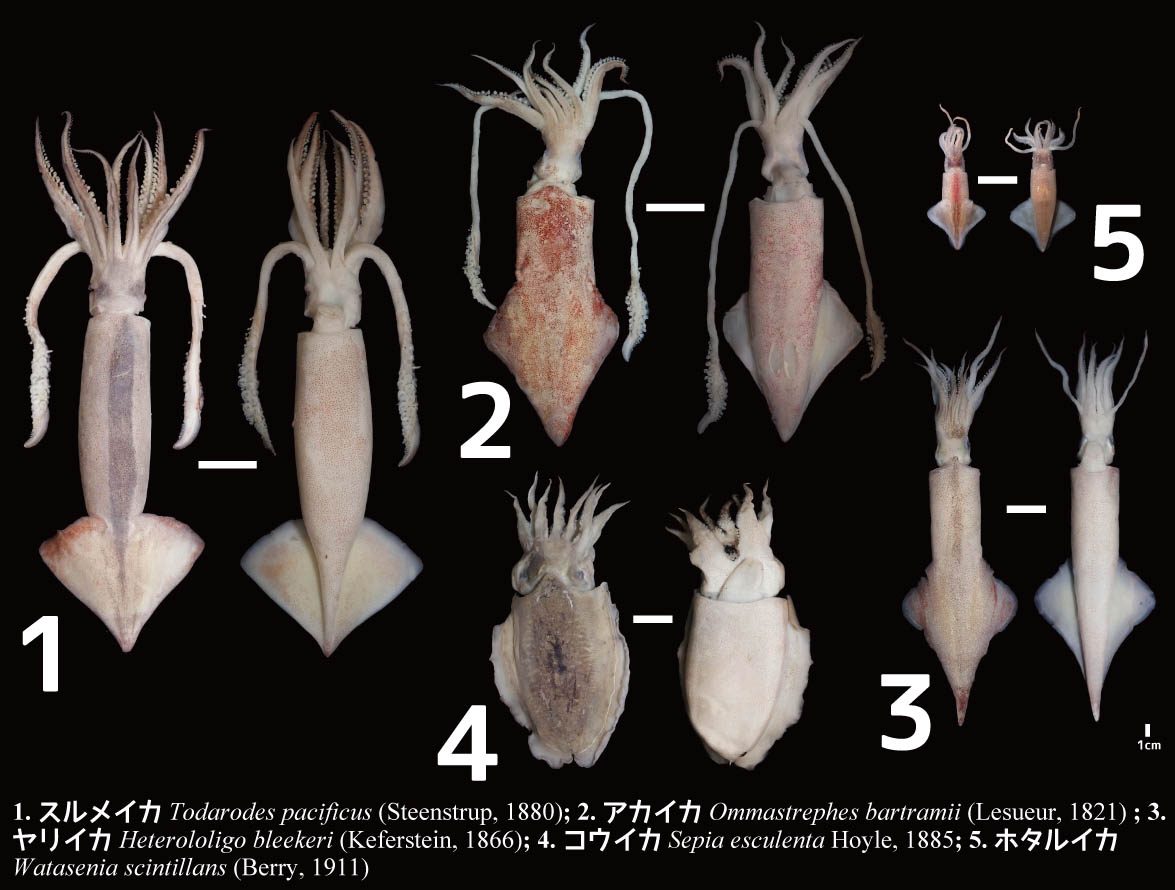 豊田ホタルの里ミュージアム No Twitter 近所のスーパーで買ったイカたちです イカというのは頭に足があるから頭足類と呼ばれますが 本当に奇抜な設計図です 節足動物の鋏角類 サソリやザトウムシなど も同じ感じですけど 面白いものです イカは カッコイイ