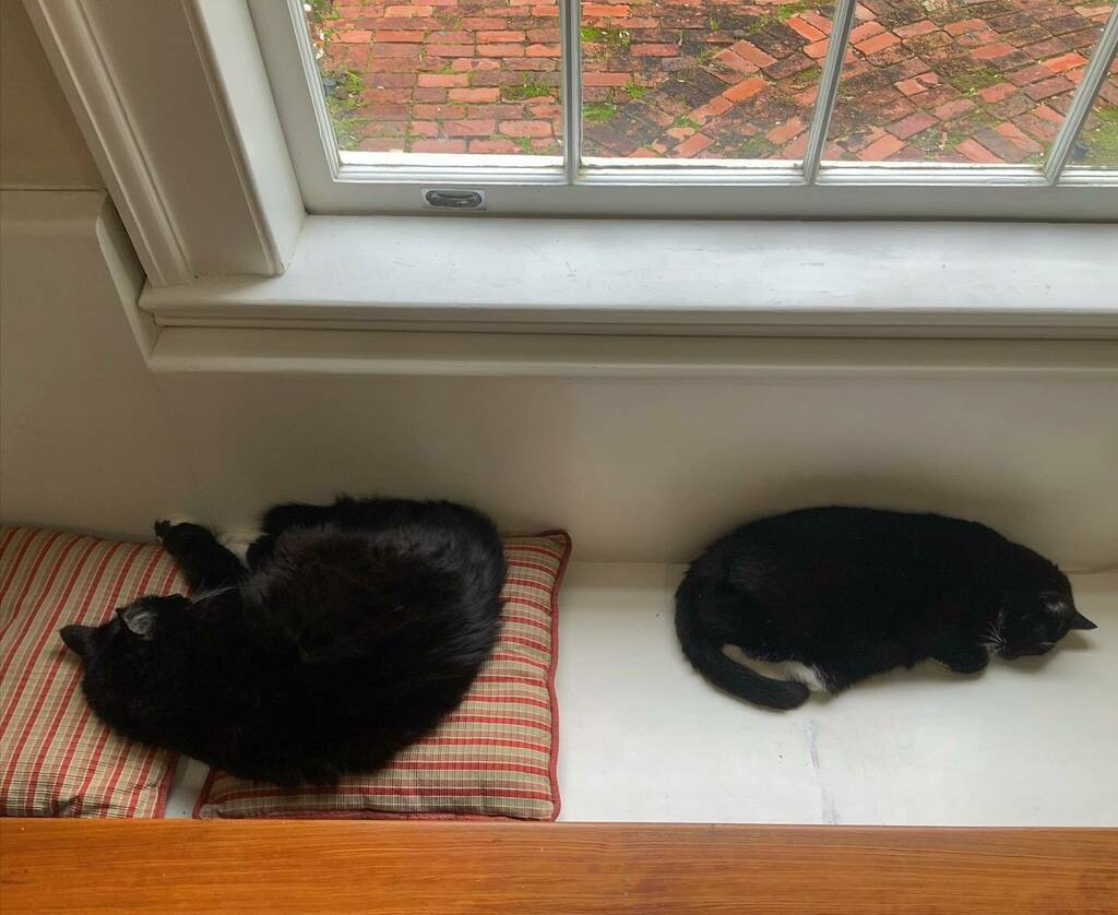 ErinSWright's tweet photo. Pillow talk.

#catphoto #catsofinstagram #catphotography #catphotographer #felinesofinstagram #tuxedocatsofinstagram #catstagram https://t.co/xFH7SrNN3F https://t.co/F2hI6munRo