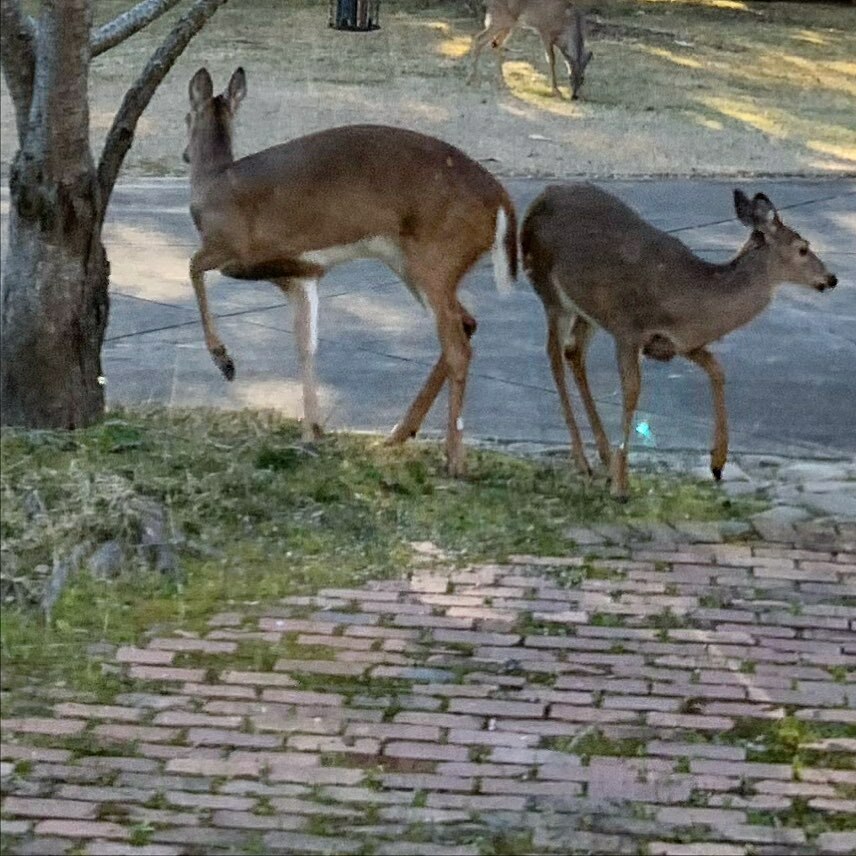 ErinSWright's tweet photo. Do-si-do.

#deer #deerphotography #naturephotography #southernliving #macongeorgia #deerphoto #deeresighting #naturelover #southerngarden #deerofinstagram https://t.co/cR6oFp2rYB https://t.co/Lyr8jMPxhz