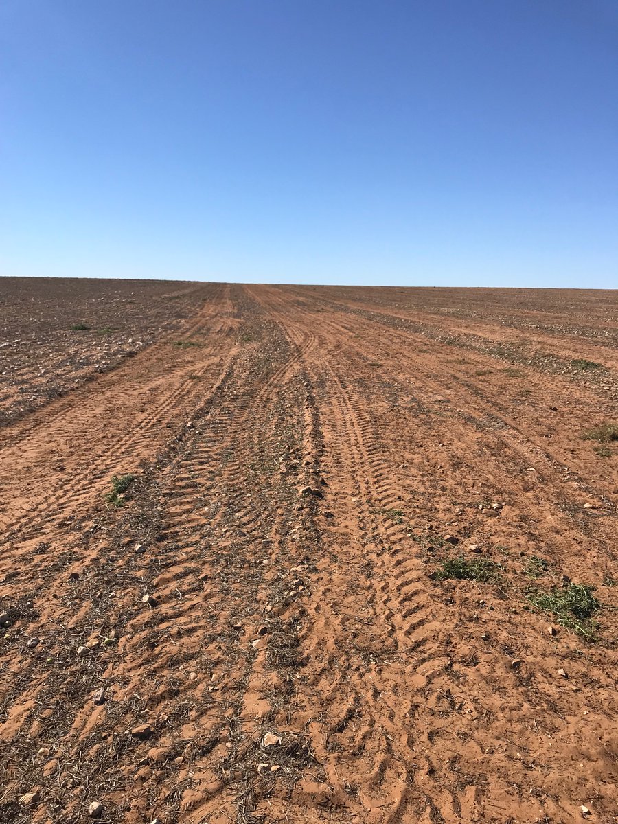 rynontan_ryan's tweet photo. Bastard rocks. Shoutout to Central Ag Equipment for use of the Kivi-Pekka machine. https://t.co/tTwOpk4Suo