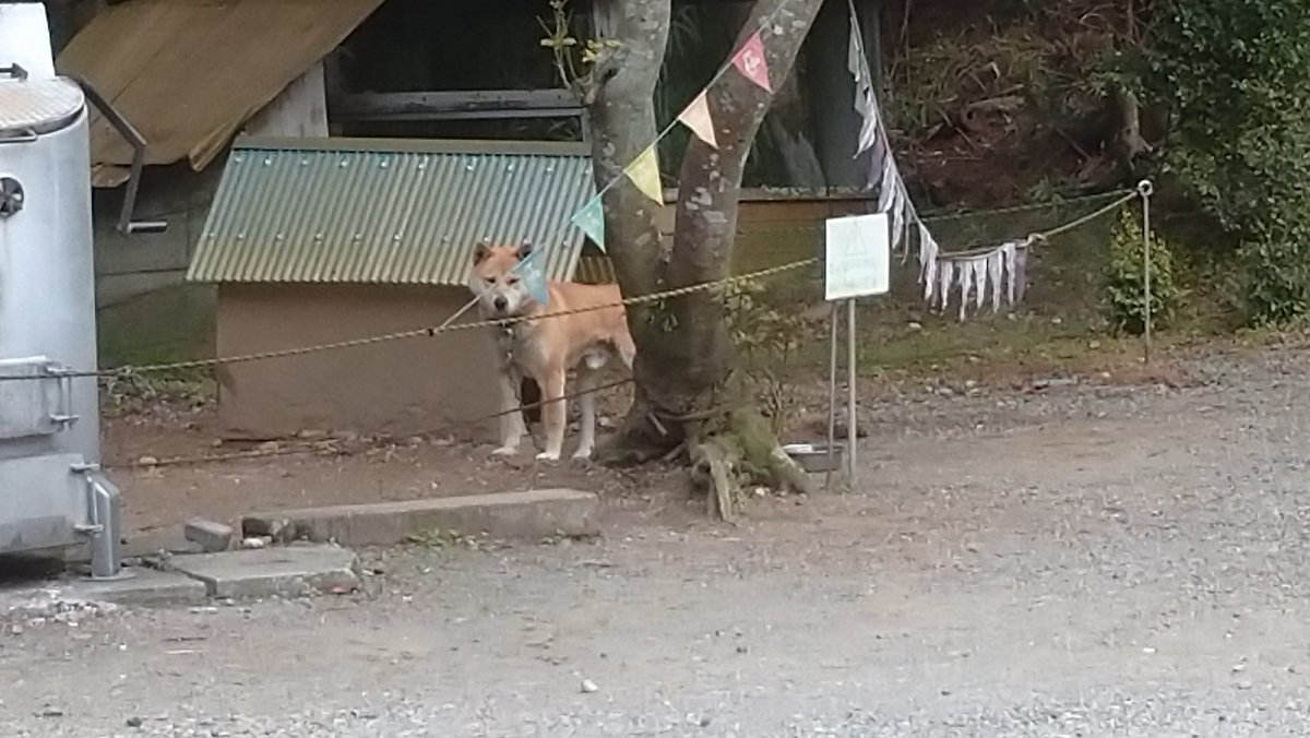 ট ইট র 千葉県君津市の川遊び 千石台オートキャンプ場 嫁に くう オーナー犬 が脱走した っと 騙されたぁ 今日は4 1エイプリルフールでしたかぁ Tot
