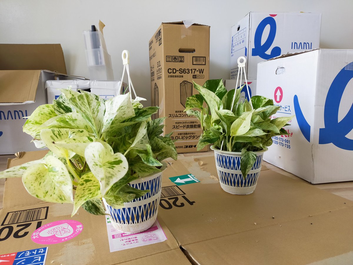 マーブルクイーン