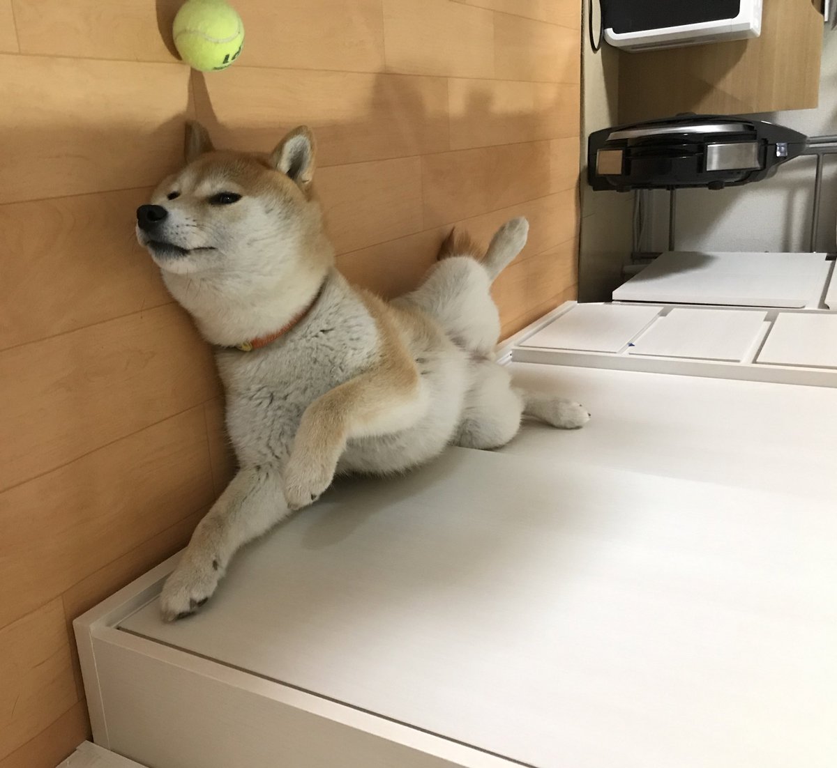 チロ 甲斐犬 トリックアート