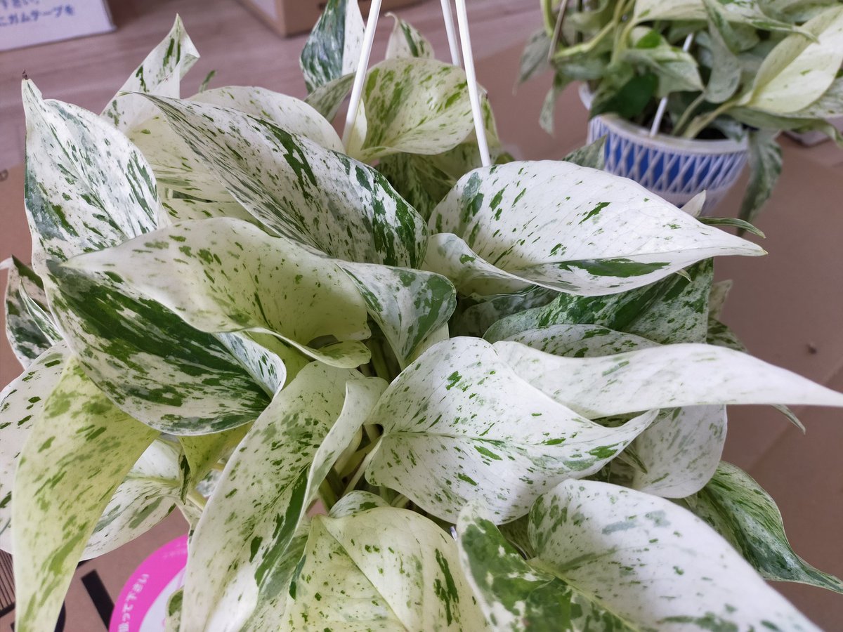 マーブルクイーン