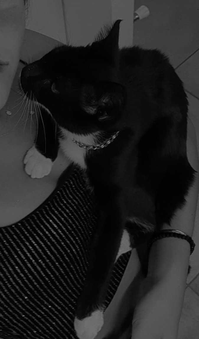 AYUDA
hoy al rededor de las 7:30pm una amiga vio como una señora de pelo claro y auto gris se llevaba a mi gatito fuera de bella vista (enfrente de mi casa, urquiza 160). Tenía esa cadeneta metálica puesta. Lo extrañamos mucho. si pueden difundir ayudan un montón 🥺🥺💔🙏🏻
