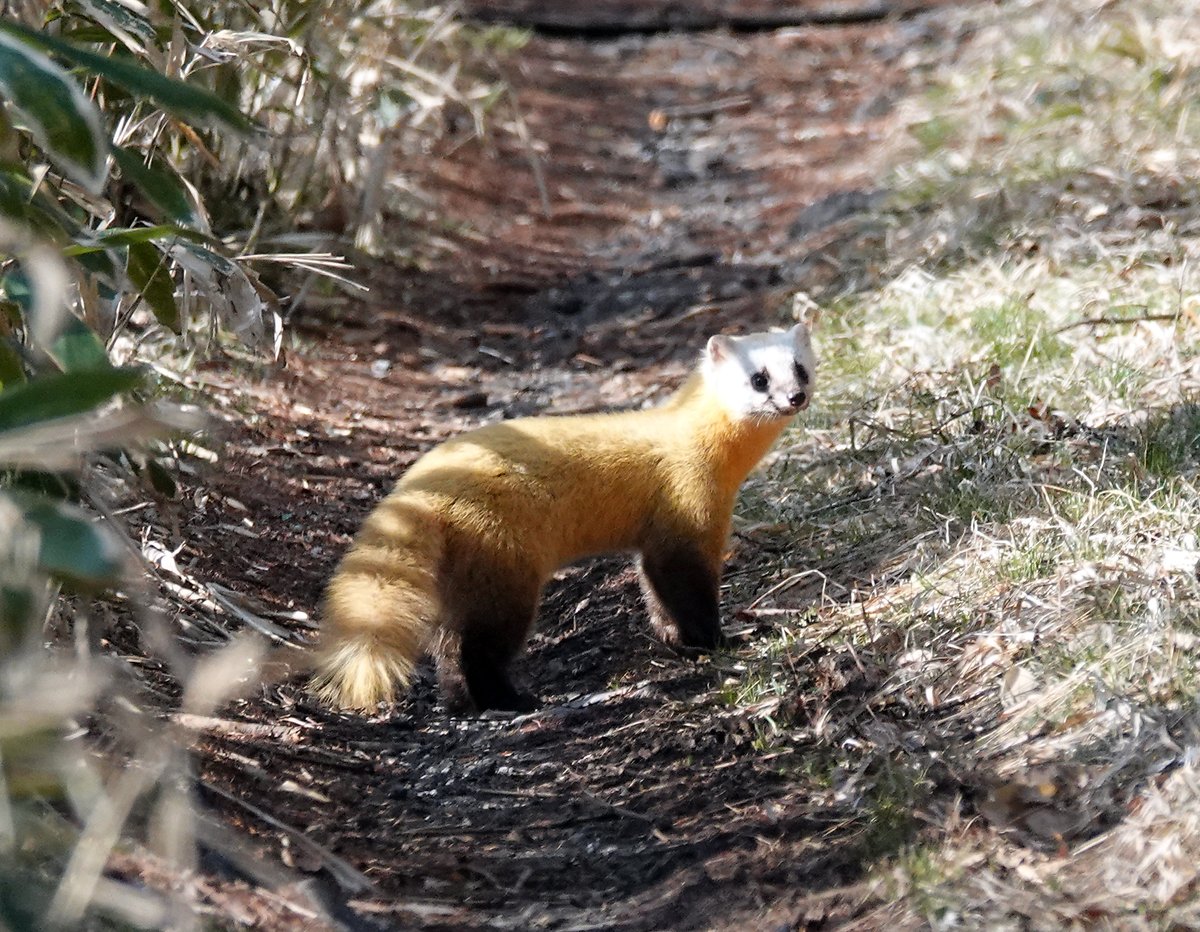 けいちゃん على تويتر 今朝はマジ嬉しい イッツ サプライズだよ 冬毛の美しいテン を見ました ここへきて初めて撮影できました 去年 梅雨に夏毛のテンは一瞬見たような気もしますが確定できませんでした 野生動物 テン 冬毛 ミズバショウ