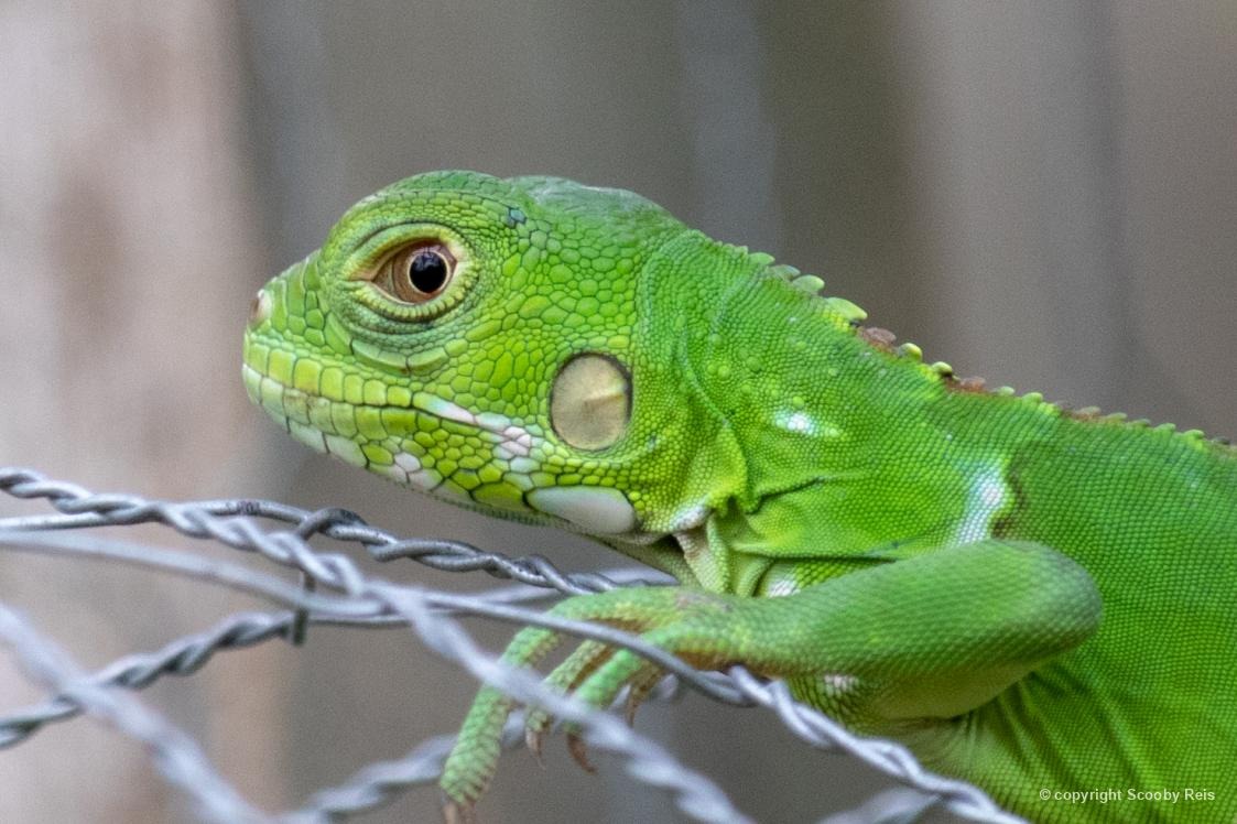 Biofaces tweet media