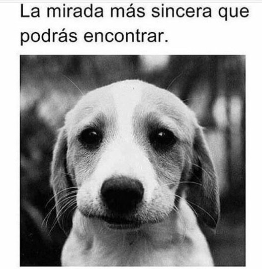 PerroUsuario's tweet photo. Sin lugar a dudas   https://t.co/UINuTIWtL9