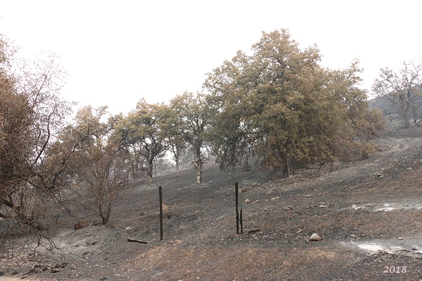 EthoEnvi's tweet photo. I popped out to see how the #CarrFire recovery is doing. No wildflowers yet, but hopefully soon. 2018, 2019, and 2021 from the same location. #FireEcology #Wildfires https://t.co/LIIVt2U0Le