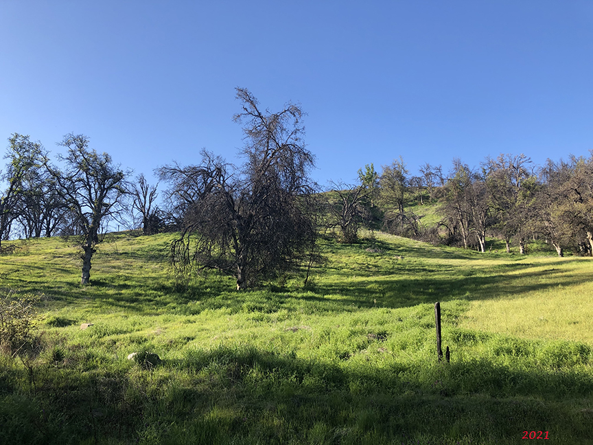 EthoEnvi's tweet photo. I popped out to see how the #CarrFire recovery is doing. No wildflowers yet, but hopefully soon. 2018, 2019, and 2021 from the same location. #FireEcology #Wildfires https://t.co/LIIVt2U0Le