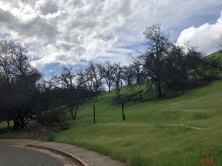 EthoEnvi's tweet photo. I popped out to see how the #CarrFire recovery is doing. No wildflowers yet, but hopefully soon. 2018, 2019, and 2021 from the same location. #FireEcology #Wildfires https://t.co/LIIVt2U0Le