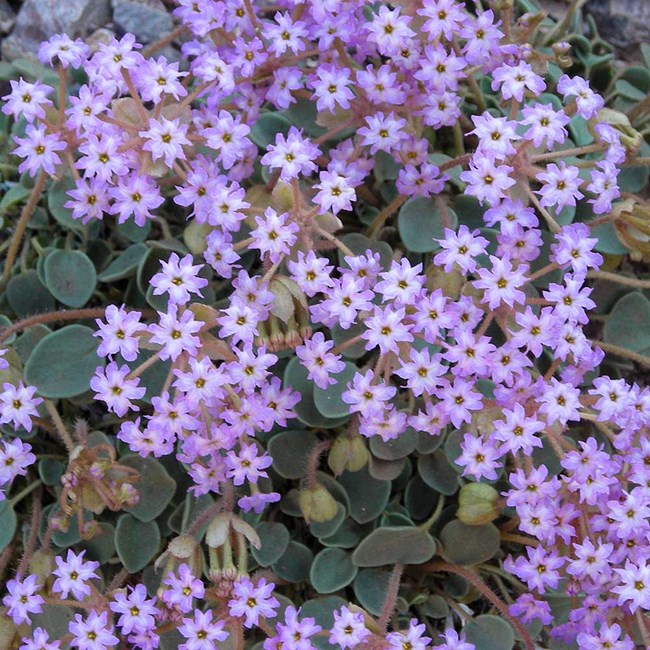 “I must have flowers, always, and always.” ― Claude Monet Dwarf sand verbena (Abronia nana) is found in the inner canyon and along beaches of the Colorado River. It has a fragrant scent, particularly in the evening> go.nps.gov/gc-p (1256) #FloralFriday #FridayFeeling