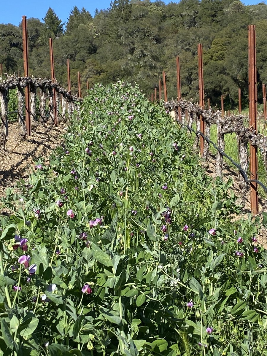 Amazing cover crop this season!!