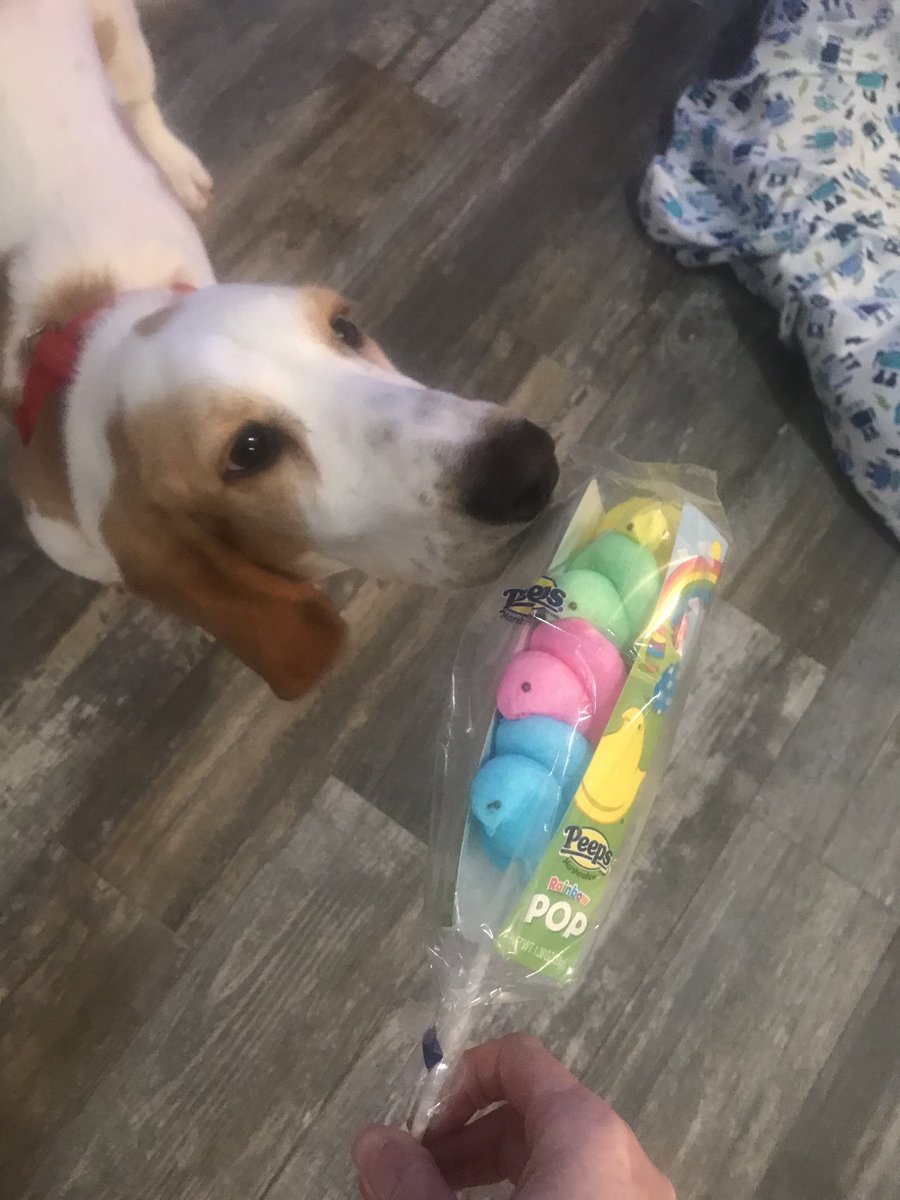 ⁦<a href="/pepsi/">Pepsi</a>⁩  Poppy is #HangingwithmyPEEPS in hopes to win the #PepsiSweepstakes   PEEP soda please!