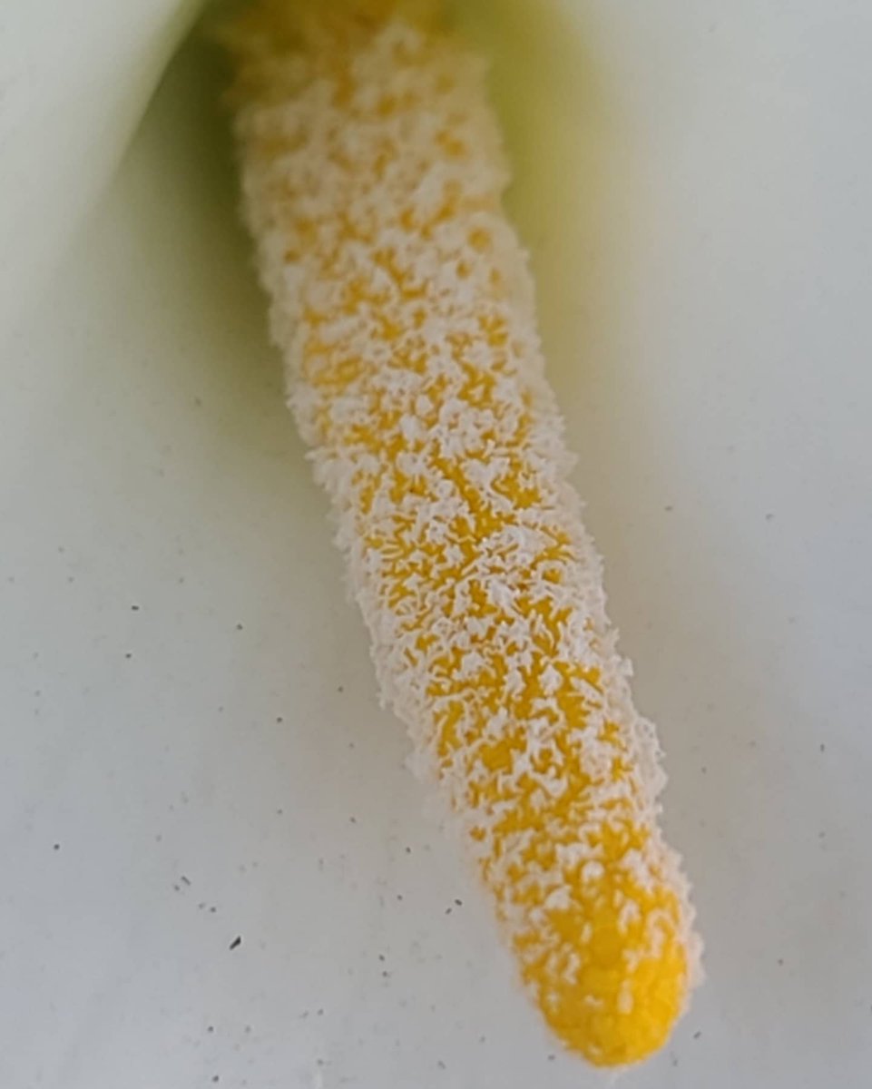 HerVisionPhoto's tweet photo. A lily waiting to spread its natural goodness. 
#HerVision 
@HerVisionPhoto 
@hervision https://t.co/6rmLk23dF3