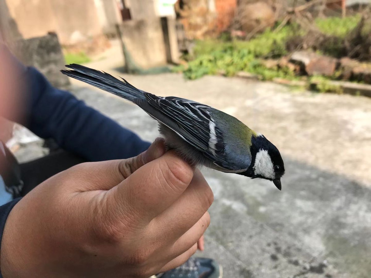 Daiping Wang tweet media