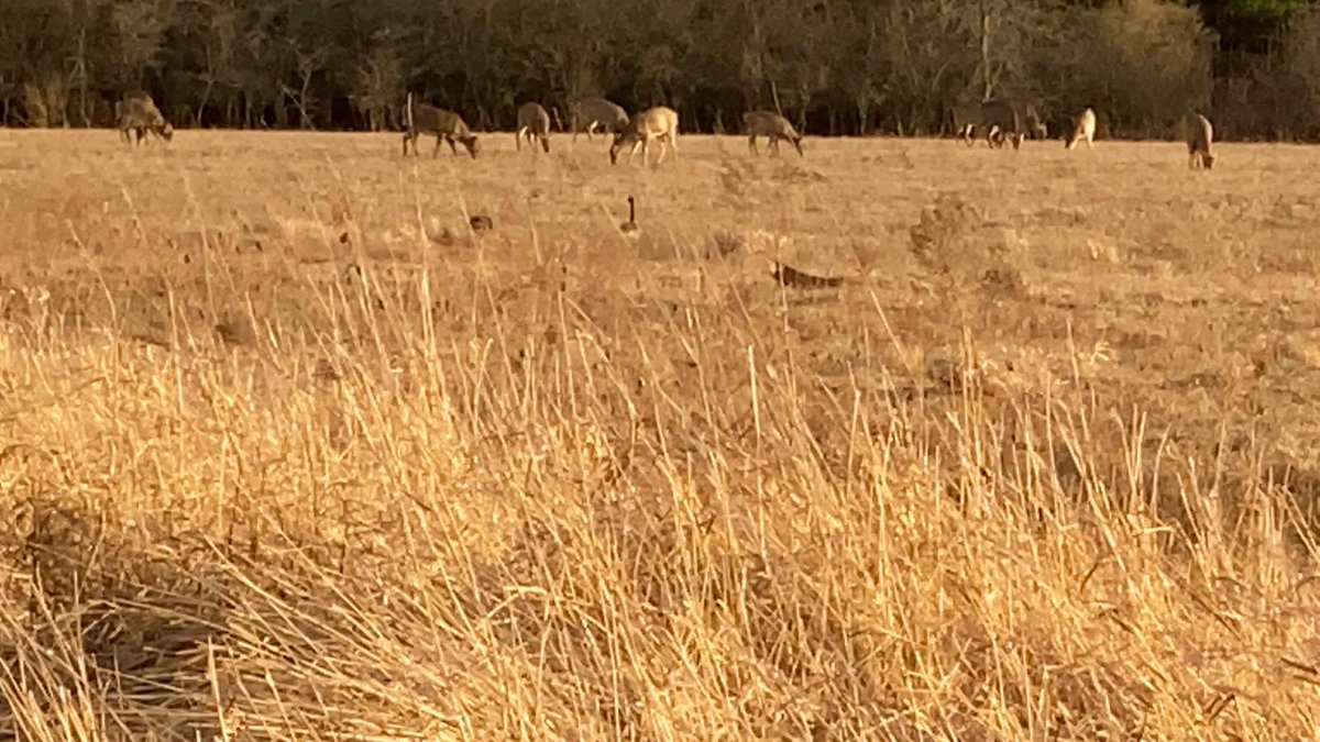 7th_ajax's tweet photo. The deer came out in herds for our hike tonight https://t.co/HwOPfiGsez