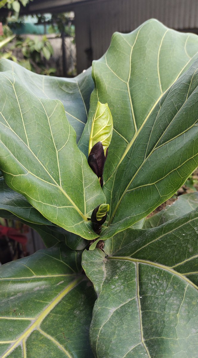 tius_day's tweet photo. What a way to start Arpil. πΏπ #FiddleFigTree #Plantita https://t.co/yeio1jOAqL