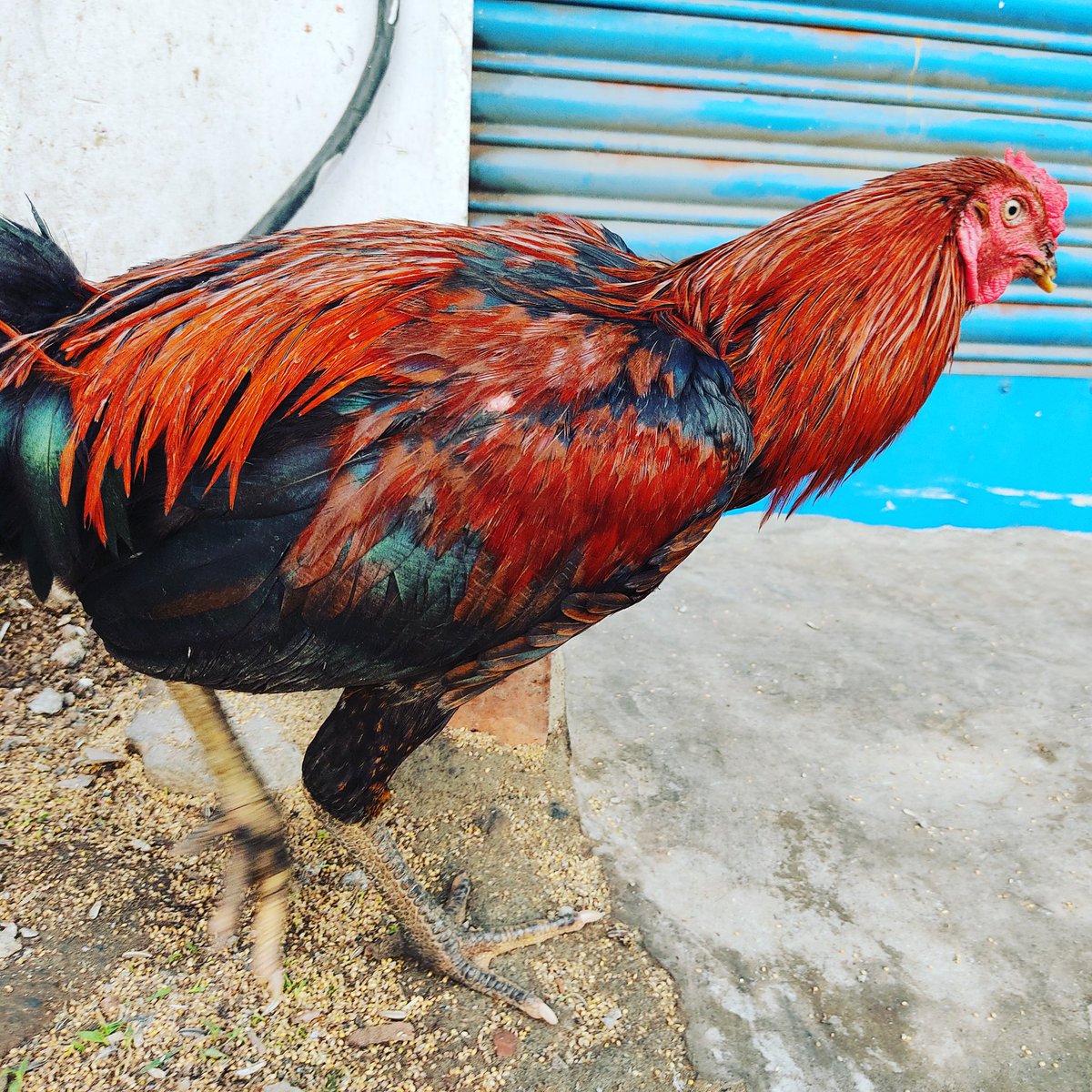 Venkat3681's tweet photo. Morning click! Trust me, the bird looked a lot more beautiful than it looks in my picture!
#PhotographyArt #PhotographyLife #DigitalArt #Hen #CountryChicken #MyClick #MobileShot #PocoM2Pro #ClaredonFilter #DomesticAnimals #PhotoOfTheDay #PicOfTheDay #BestOfTheDay #Photography https://t.co/HOTyX69lOj
