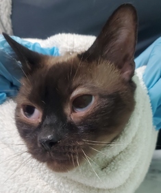 NYCDEATHROWCATS's tweet photo. Zulu is a shy cat who was picked up as an owner surrender along with 2 other cats. He was left alone with no food or water for 11 days. He is a bit dehydrated and has mild hyperglycemia and should have a follow up vet check. Zulu is about 6 yrs old and https://t.co/vEmauP8iAt https://t.co/jL8q2OJdyx