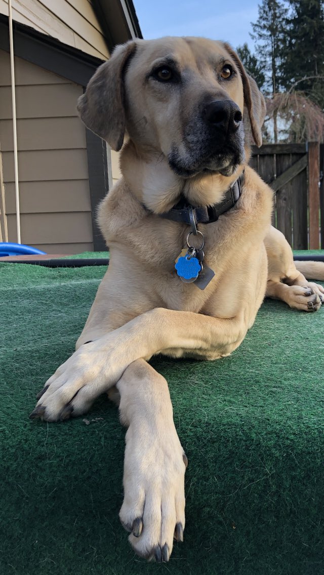 1wapiti's tweet photo. #blackmouth cur https://t.co/v1w8ZGeR7Z