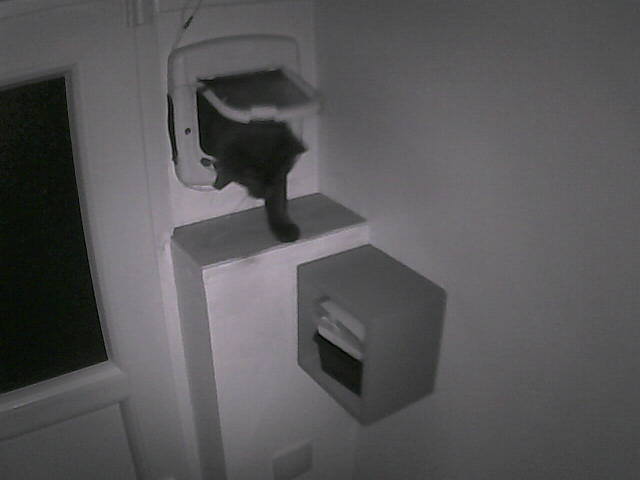 PepitoTheCat's tweet photo. Pépito is back home (04:25:57) https://t.co/aQ5Q1BQnbb
