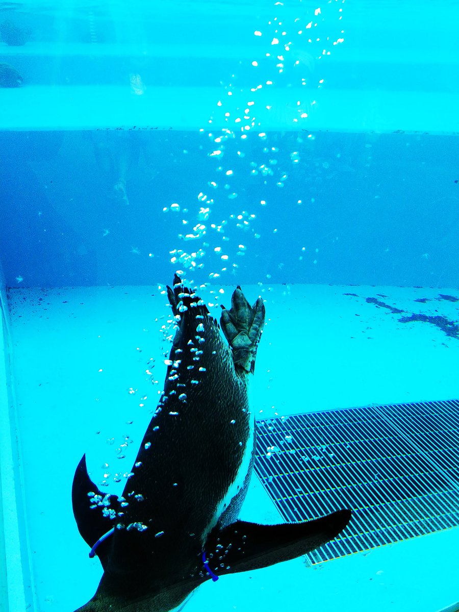 ペンギンが水中を泳いでいるときに体から出る空気大好き倶楽部 Twitter Search