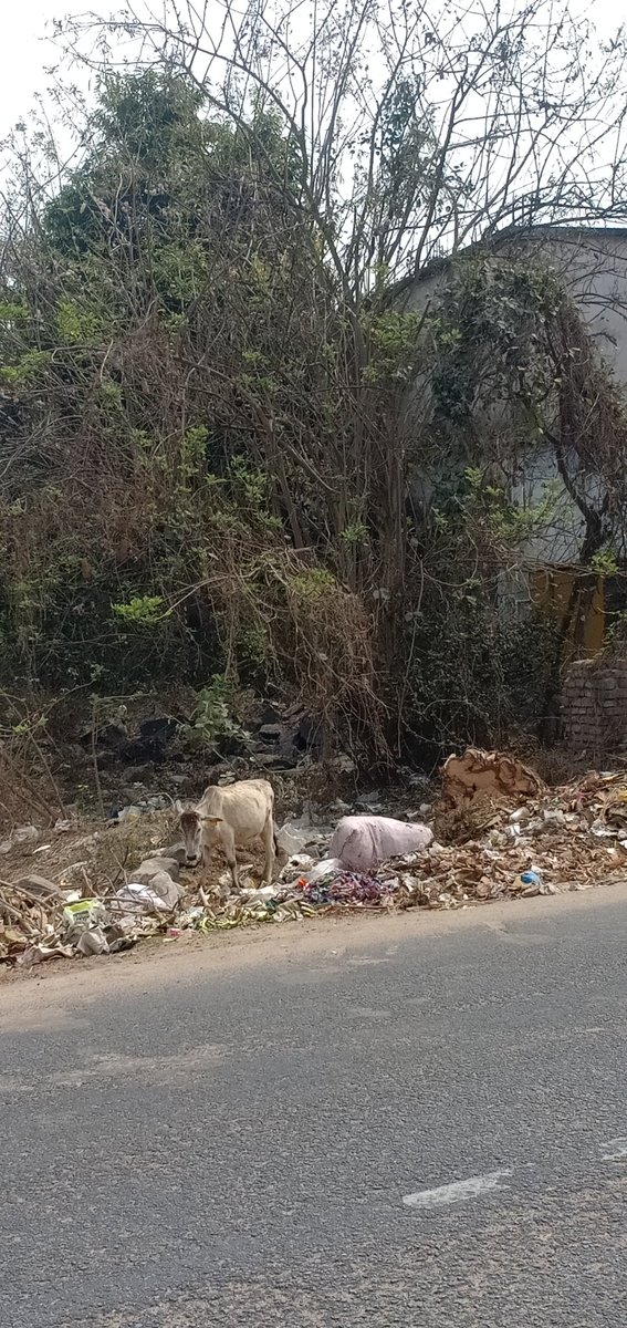 MDILIPK17528927's tweet photo. If you people experienced the heat yesterday, Then Remember it's just a beginning. We have to pay for the greenery we lost in our city, 100s of trees were cut for Development of City. City couldn't develope but heat developed and evolved.
@Ganjam_Admin @CMO_Odisha @PMOIndia https://t.co/gawiehHxn5