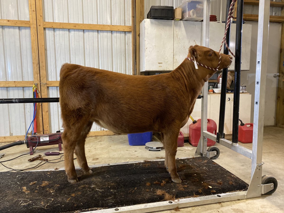HorizonGM's tweet photo. Lot 140 at the Grasstime #SERAA Sale In Cullman, AL is ready to go. Proud of this moderate, easy keeping female loaded with top EPD’s and style in one package. #redangus ⁦@leahlaynewalker⁩ #4H #FFA #GenuineMS https://t.co/4X69hqiyWT