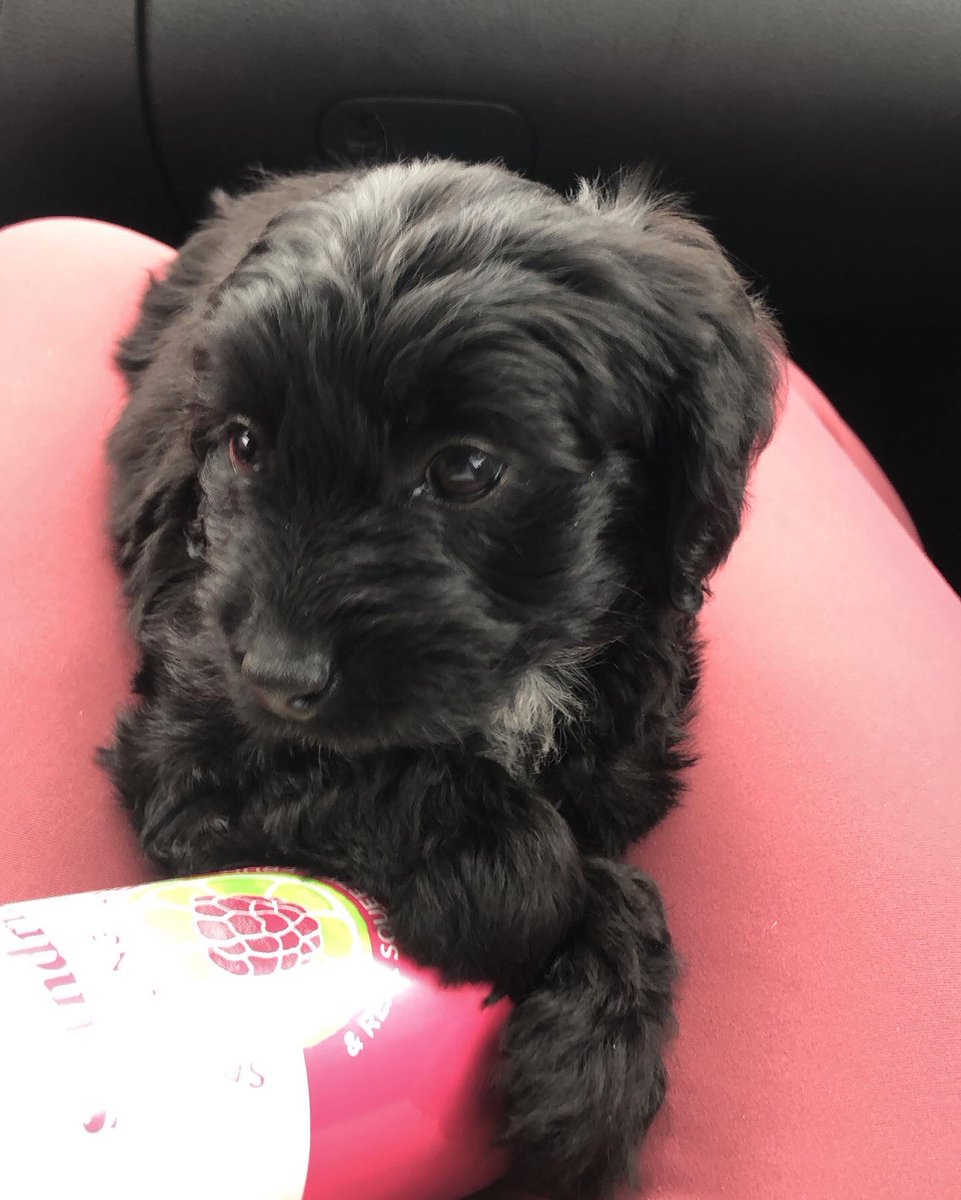 Pune_e's tweet photo. Hi. So I got a puppy. She is now 8 months https://t.co/TN81jJdWgL