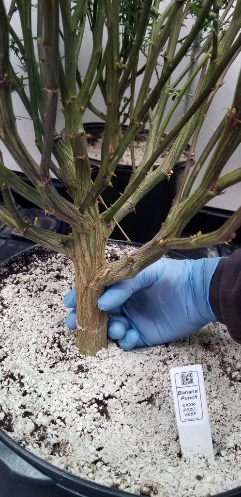 BlackDogLED's tweet photo. Sometimes you just have to grab life by the stalk! This Banana Punch is looking nice and thick! 🍌👊
.
.
.
.
.
#BlackDogLED #LEDgrown #LEDgrowlights #growlights #grower #plantpower #ag #plantmom #agriculture #growlife https://t.co/6nF1jjab6q