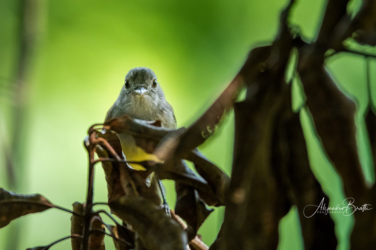 ANCONOrg's tweet photo. Muchísimas gracias a todos por su apoyo a la conservación de Punta Patiño - la reserva natural privada más grande en Panamá y la segunda más grande en Centroamérica - ¡un orgullo para Panamá! La conservación de nuestra reserva se vio amenazada a principios de semana...sigue hilo https://t.co/UjvlsviBSg