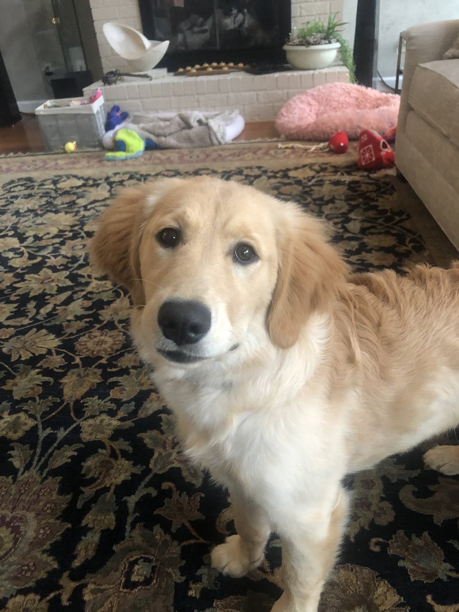 SenatorSassy's tweet photo. Iโm 6 months old and I nip my hoomans every day. Stop judging #FDOTUS. https://t.co/x4WO1yXeNT