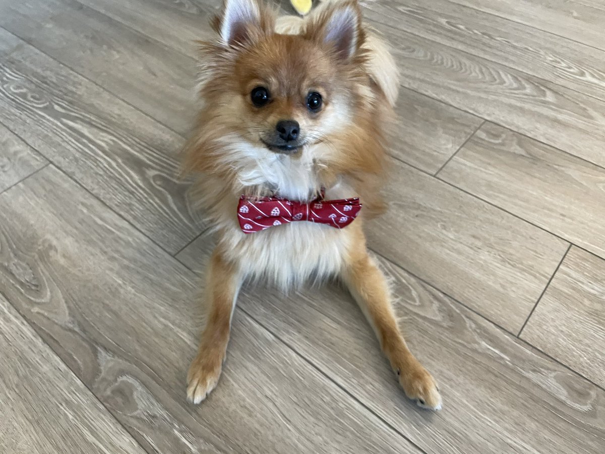 tmsupergrateful's tweet photo. He decided to negotiate for more treats dressed #LikeABawse. How could I refuse? 👔🦴 https://t.co/WudtdiewZU