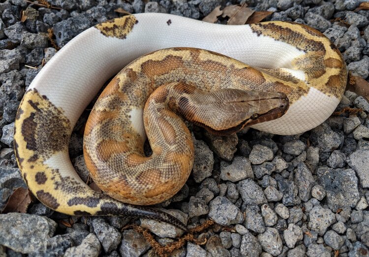 ジェントルスネーク マラヤンブラッドパイソンのパイ アルビノパイとかゴールデンアイパイとても楽しみです １０年後かな 写真by Cold Blooded Earth ブラッドパイソン