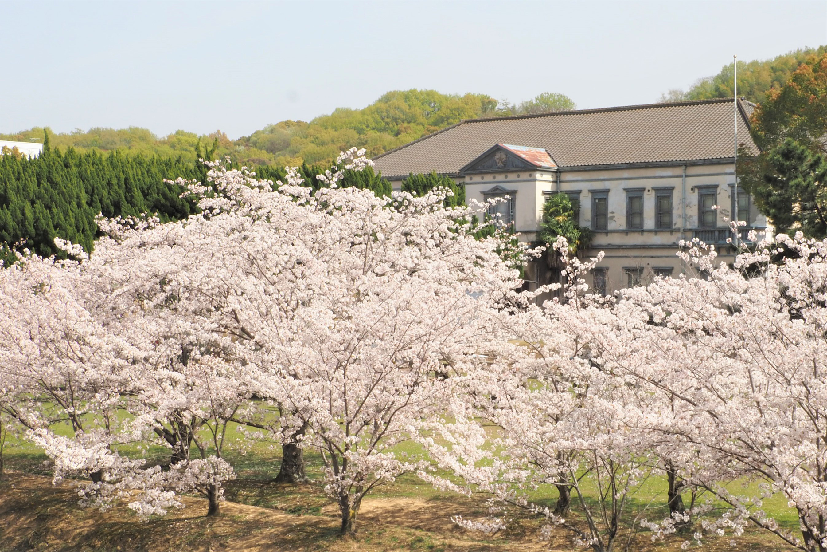 陸上自衛隊 第１４旅団 善通寺駐屯地では桜が満開に咲き誇りました 隊員は 新年度の飛躍を誓い訓練に励んでいます 令和３年度も第１４旅団の活躍にご期待下さい 桜 第１４旅団 善通寺駐屯地 徳島駐屯地 松山駐屯地 高知駐屯地 訓練 新