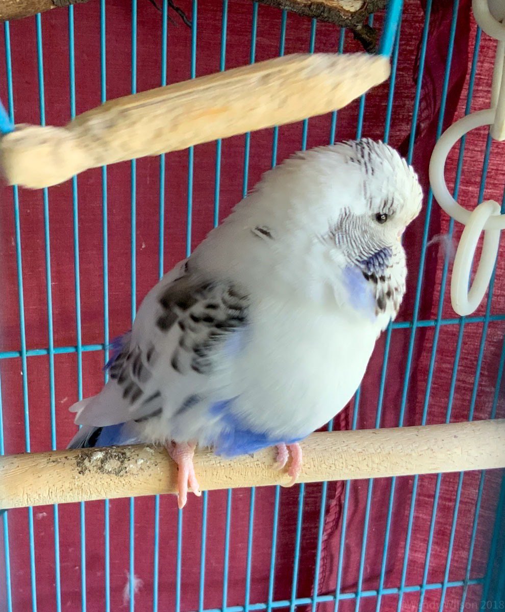 WendyfWilson's tweet photo. @eamonhamilton This is Widget and he’s a chewer! Not long before his swing will be GONE. He’s already chewed off about an inch of the perch section. #whelanthewrecker #oznative #budgie https://t.co/DEkSEszhwm