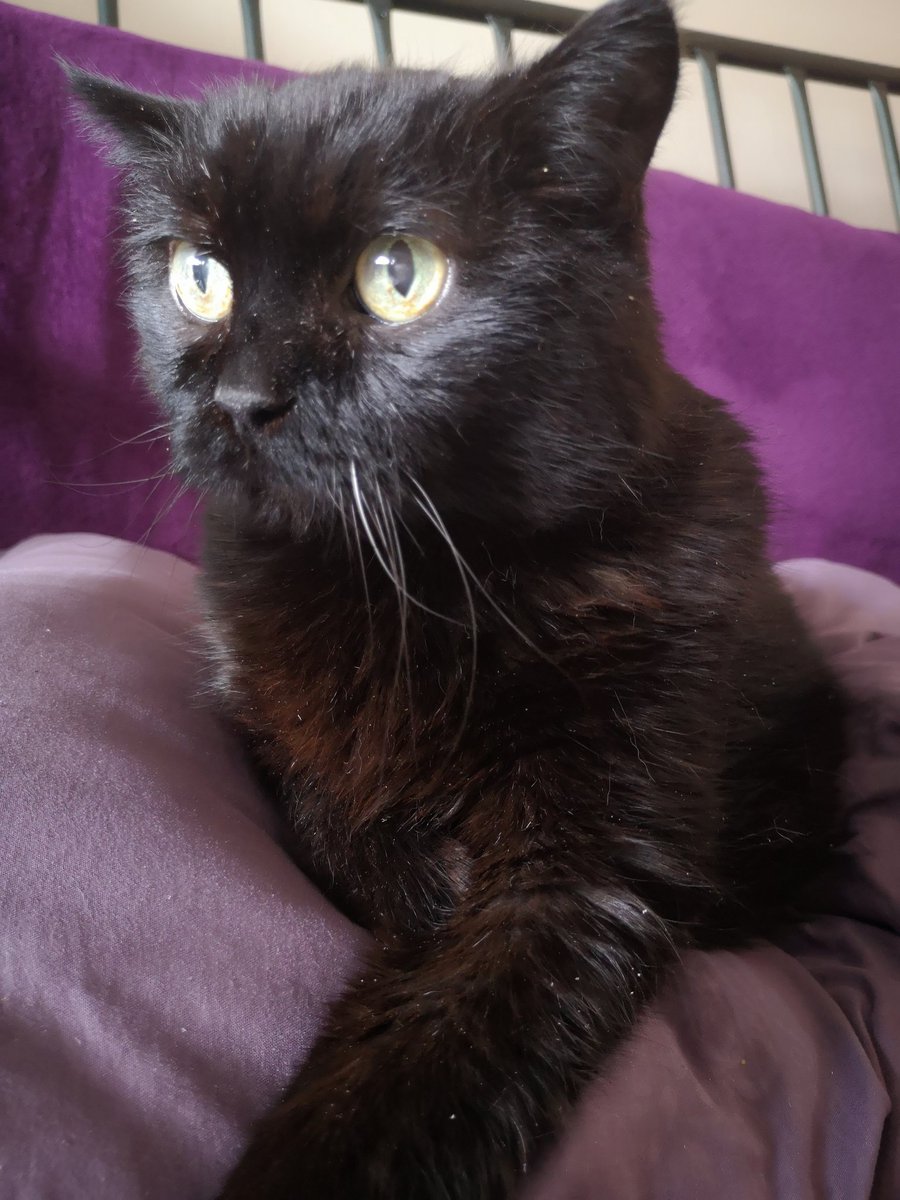 hawkes_kim's tweet photo. #WhiskersWednesday 💜💚💜 #CatsofTwitter 💜 @CatAutumn2 challenged me to share a photo of my life a day for 7days 📷 Here is Day 2 of 7 https://t.co/kEGHttiVQY