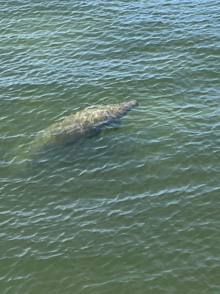 cutelinjsaxe's tweet photo. happy manatee day! here’s one i saw today in the wild! so cool :) #ManateeAppreciationDay https://t.co/nhwUOcYcIM