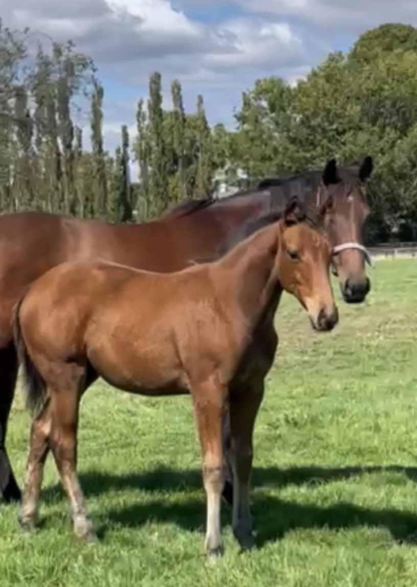 tequilaqueen07's tweet photo. Just like Mum #BIGBACKSIDE..Puissance de Lune Weanling with #HULAQUIANO at Armidale Stud Tas https://t.co/8nnvLSdKa7