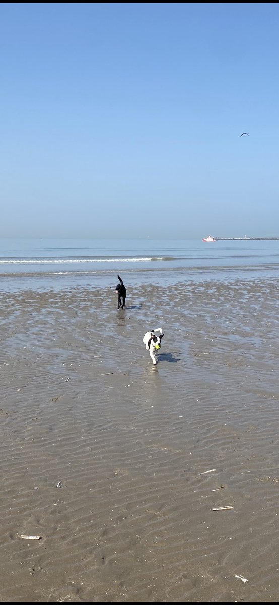 LaurenComiteau's tweet image. Enjoying last day of doggie freedom yesterday in #IJmuiden, as many beaches off limits to dogs in #Netherands from April - September.  Certain beaches allow dogs. #Parnassia for sure.