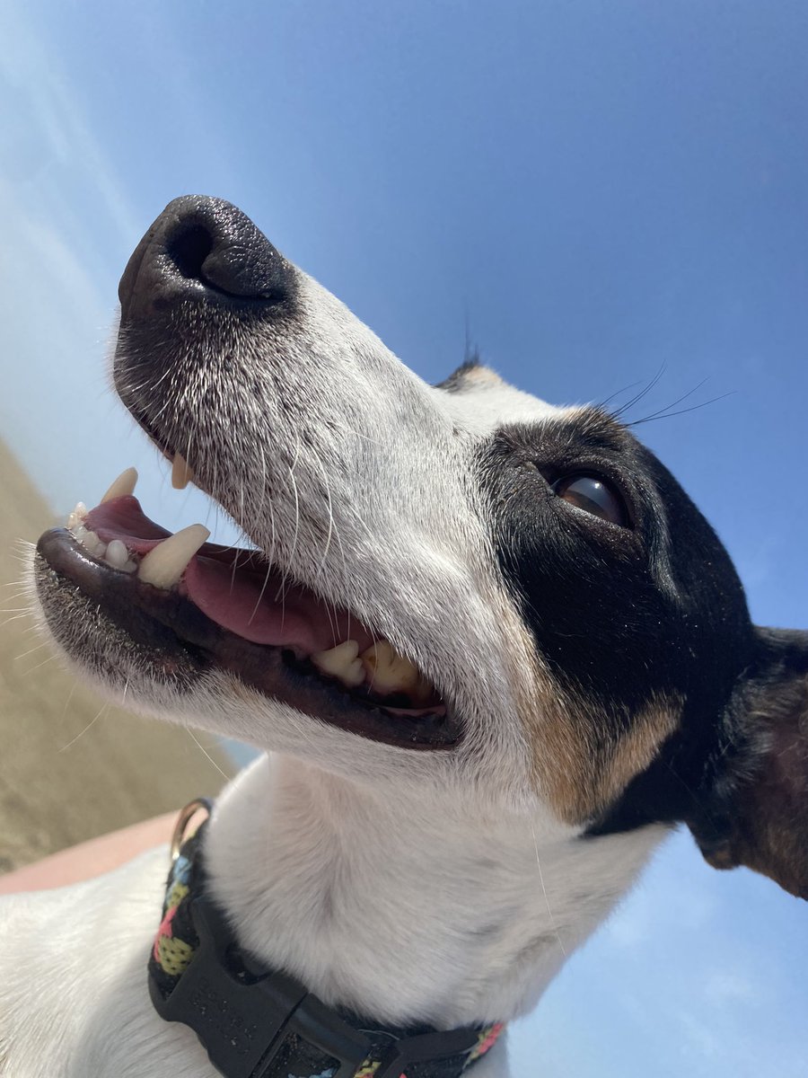 LaurenComiteau's tweet image. Enjoying last day of doggie freedom yesterday in #IJmuiden, as many beaches off limits to dogs in #Netherands from April - September.  Certain beaches allow dogs. #Parnassia for sure.