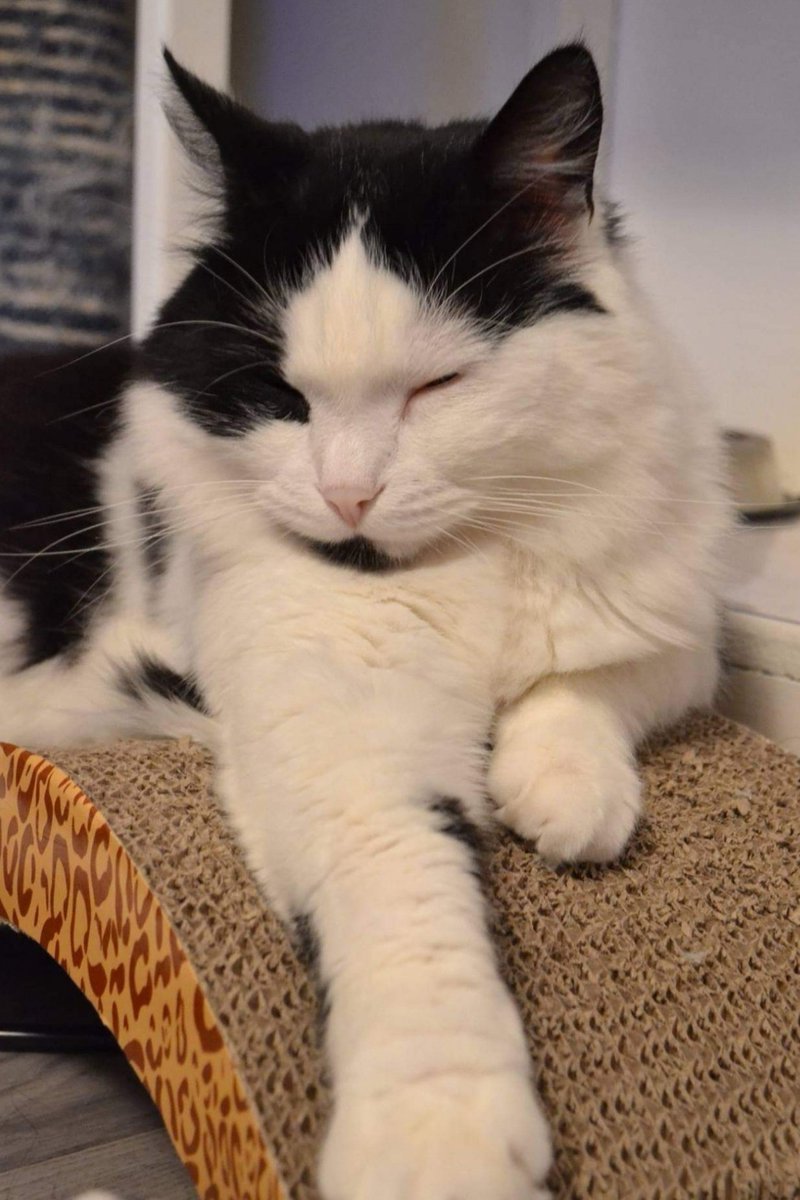 Jirayalecochon's tweet photo. RIP mon petit Teddy, assassiné par un véhicule ce matin... Continuez de rouler comme des tocards dans les quartiers.
Notre premier chat, plus de 10 ans. 💔 https://t.co/KswLqmr8V7
