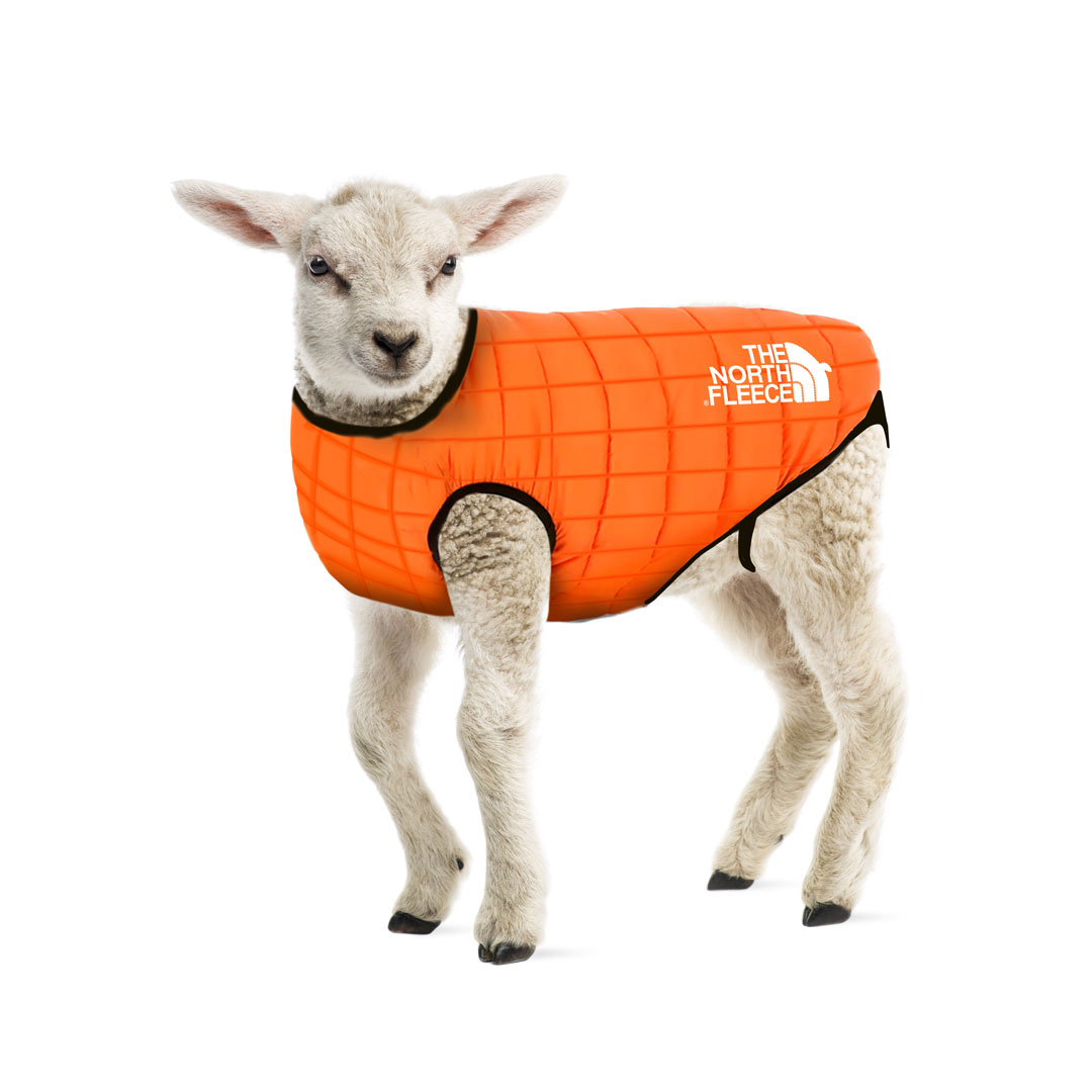 WestbrookAgency's tweet photo. BRAND LAUNCH 🐑 Backed by the market leader in high-performance outerwear, THE NORTH FLEECE is the latest brand launch in next-generation herd-wear, engineered with Charollais™ technology.

Browse the full range now at https://t.co/UDHhV6bgEi or at selected flockists. https://t.co/0D9lKnkuY7