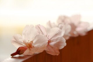 Mitsuwaya's tweet photo. 目の前の桜が満開を迎えそうです。
写真は女将が撮影。←ドヤ顔で写真送ってきました。
#桜満開 https://t.co/BSfrOah9if