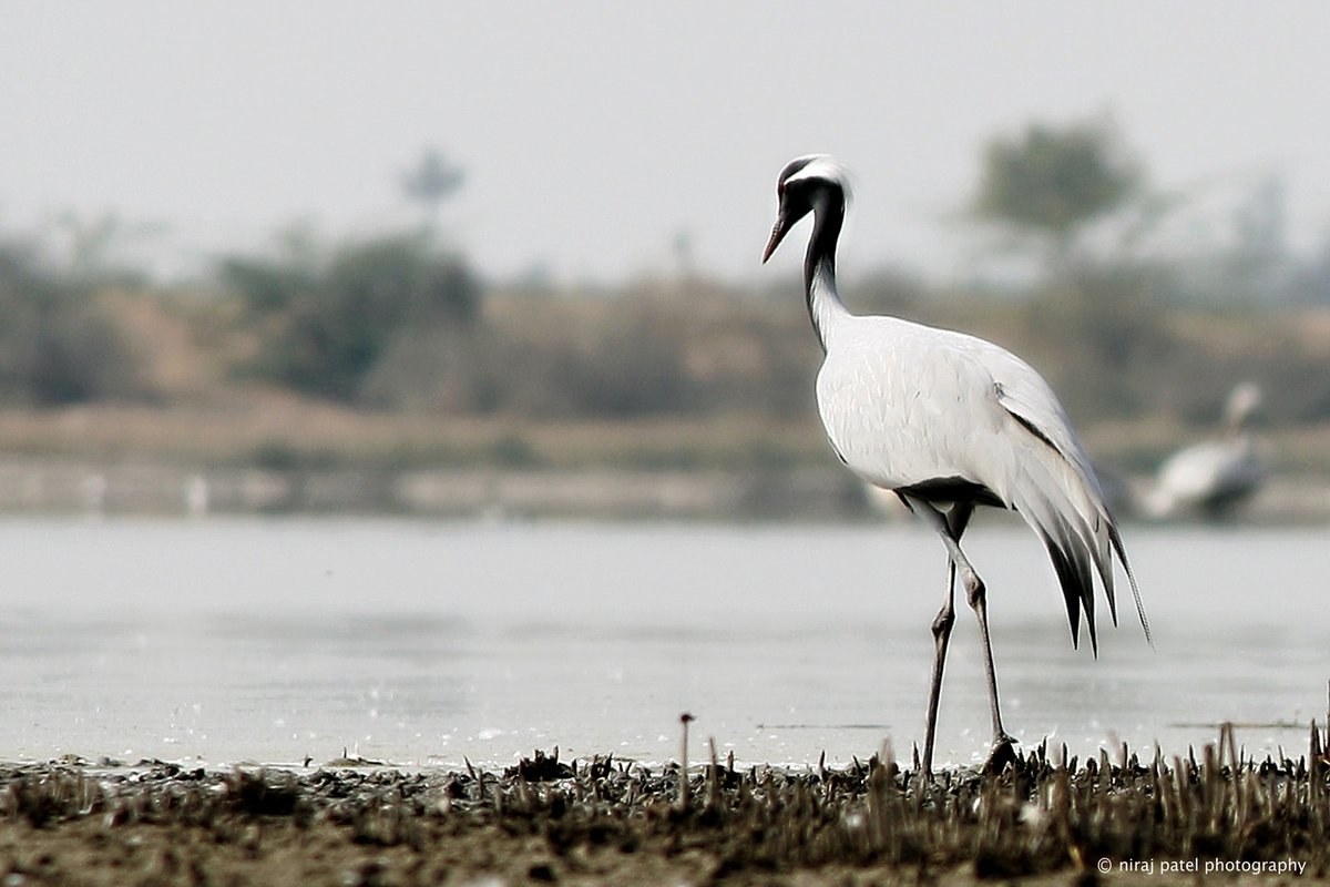 np_photographer's tweet photo. Smallest crane https://t.co/vTz7MflCSp Demoiselle crane #smallestcranebird #demoisellecranebird #birdsofgujarat #birdwatchingasia #birding #birdphotography #birdsofthollake #tholbirdsanctuary #sanctuaryasia #netgeowild #wildlifephotography https://t.co/1DH1RkUhki