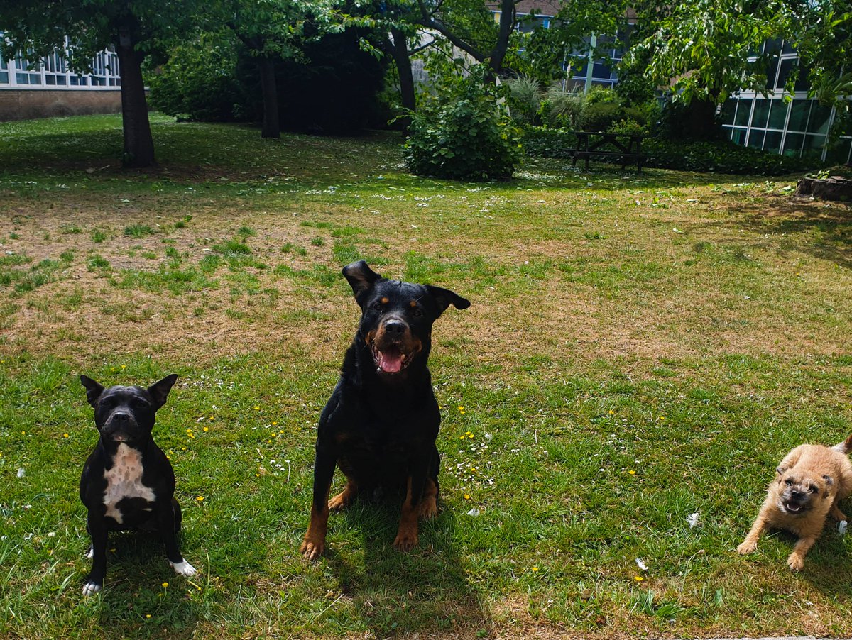 epochdotpet's tweet photo. Throwback Thursday to fun times with the whole pack! Romeo the Rottie is currently recovering from a foot operation, and it'll be a little while until he can run around with the girls again. 🐶

Here's to a speedy recovery.  ⬇️❤️

#epochdotpet #Nia #Lily #Romeo #HappyPets #LoveIt https://t.co/CpVDAWHUH9